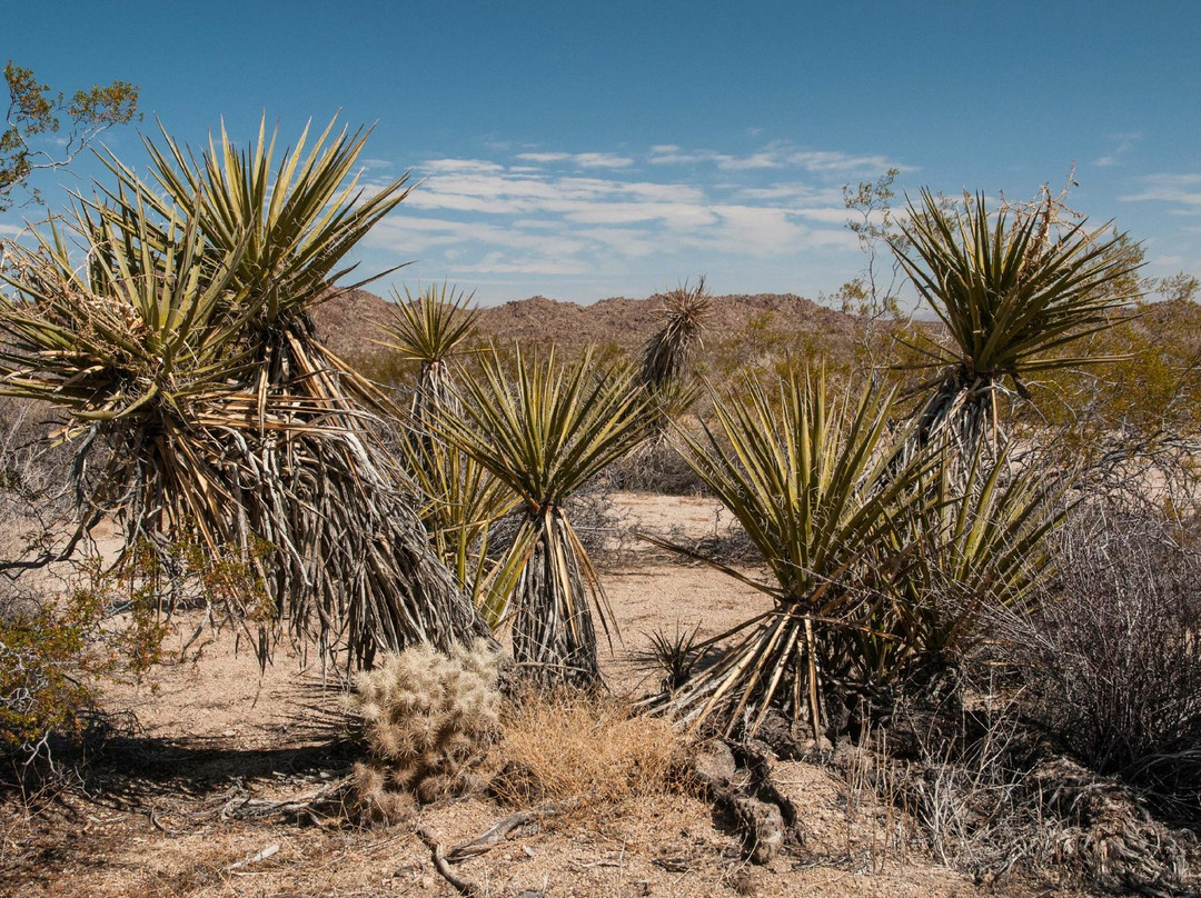 The Pinto Basin-约书亚树国家公园必去景点