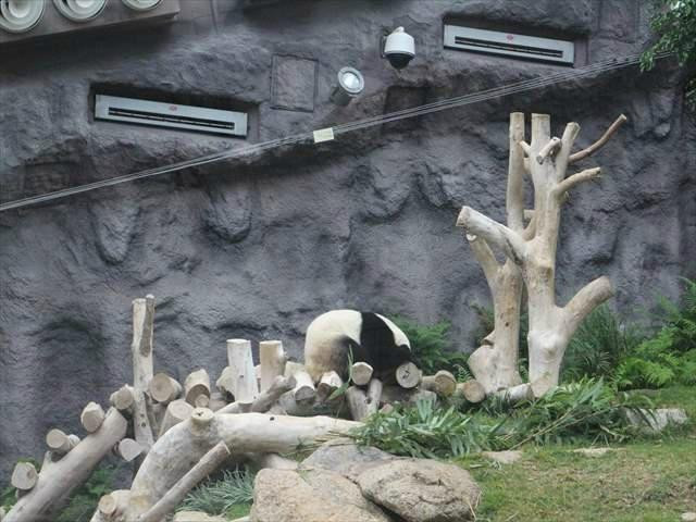 澳门大熊猫馆-澳门必去景点