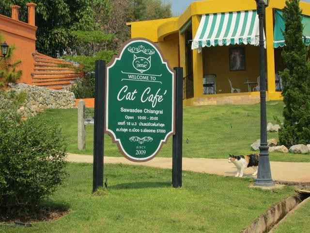 Tha Sut餐馆和美食-Sawasdee Chiang Rai Cat Cafe