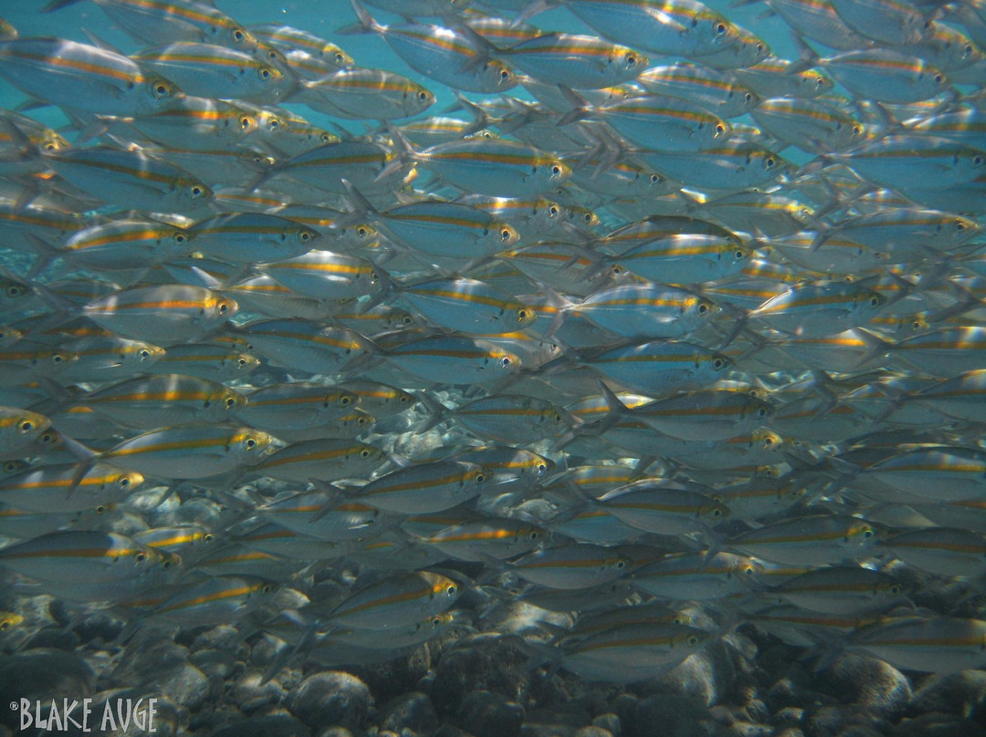 Scuba Duba Doo Dive Center-库塔必去景点