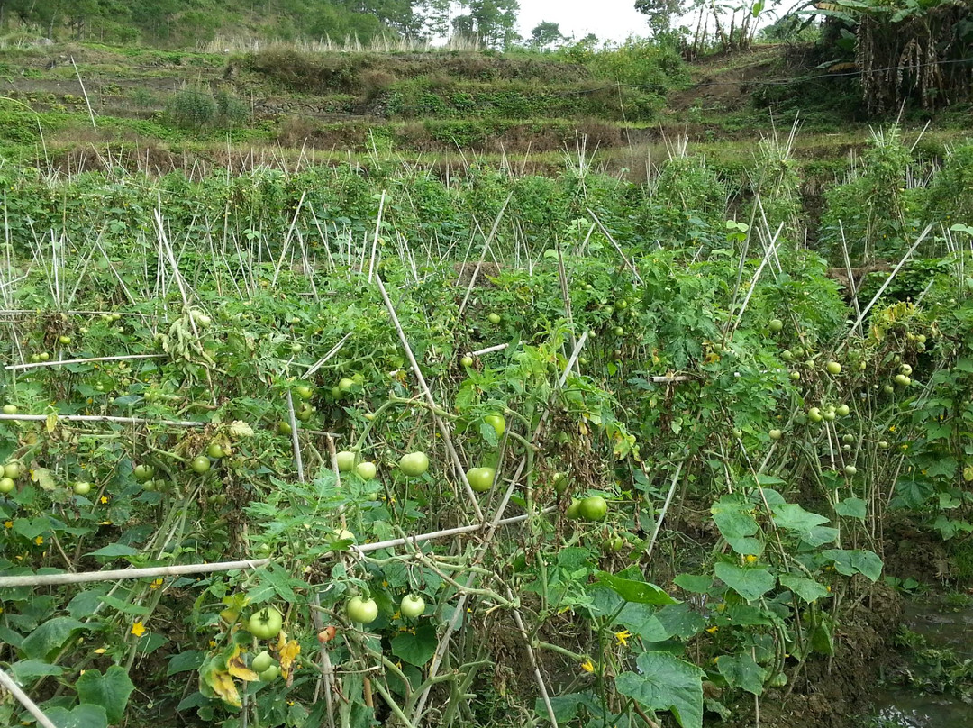 Pongas Falls-萨加达必去景点
