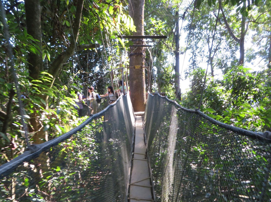Poring Treetop Canopy Walk-亚庇必去景点