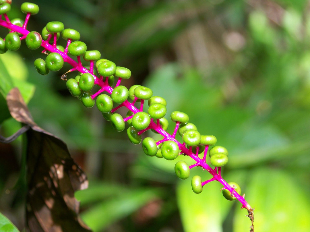 Sarita Colonia Medicinal Garden-伊基托斯必去景点