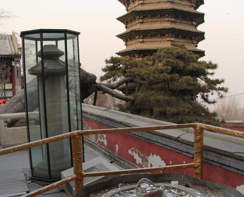 戒台寺古松-北京市必去景点