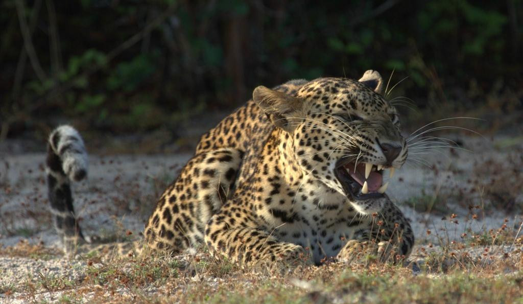 Yala Tusker Safari Tours-蒂瑟默哈拉默必去景点