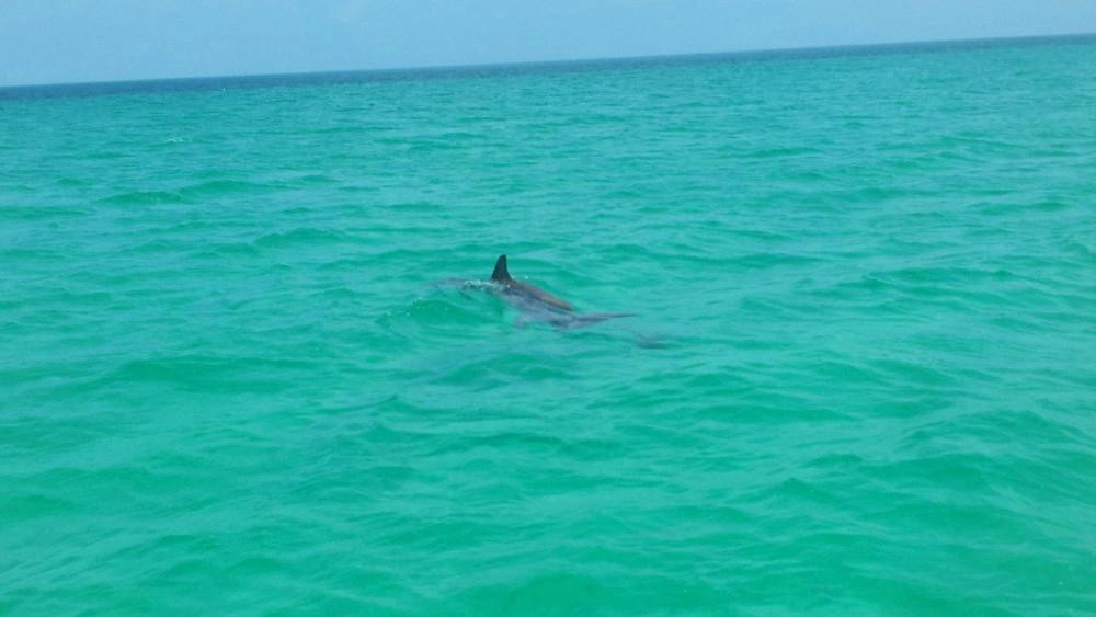 Blue Sky Charter Company LLC - Tours-基韦斯特必去景点