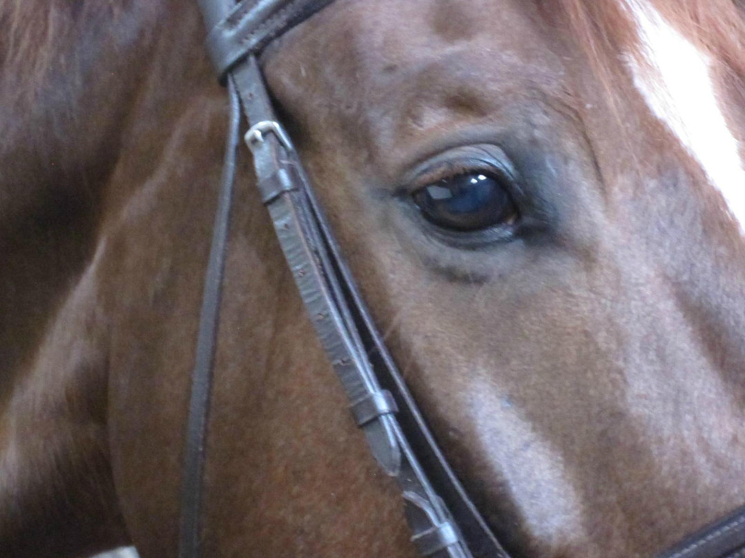 Equestrian Center Lous Chivaus景点图片