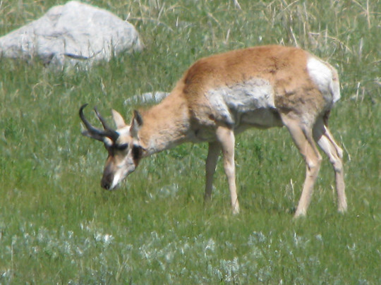BrushBuck Wildlife Tours-西黄石镇必去景点