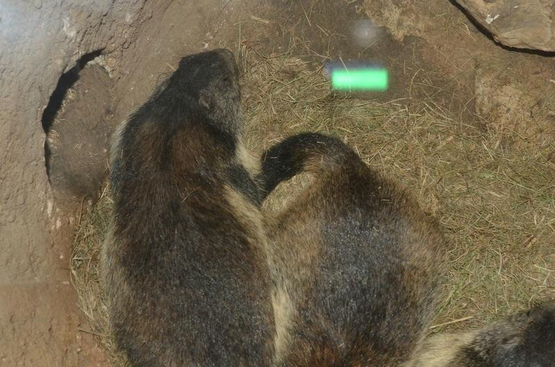 Marmot's Paradise-蒙特勒必去景点