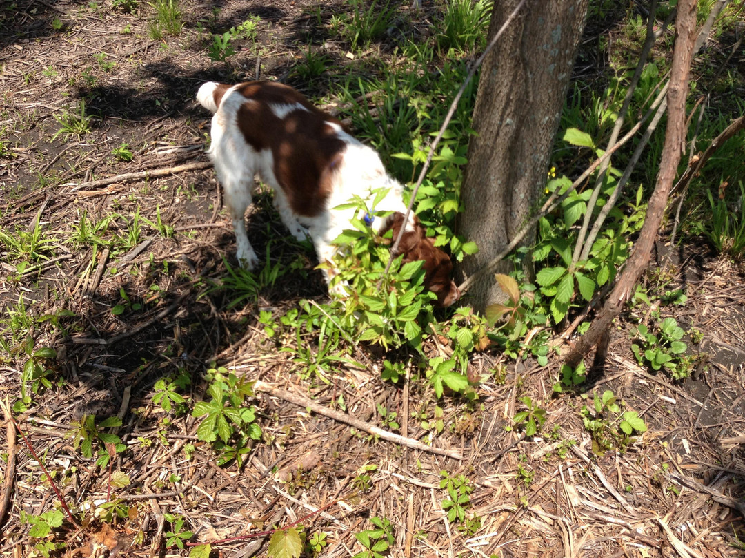 Bremen Grove Dog Park-Oak Forest必去景点