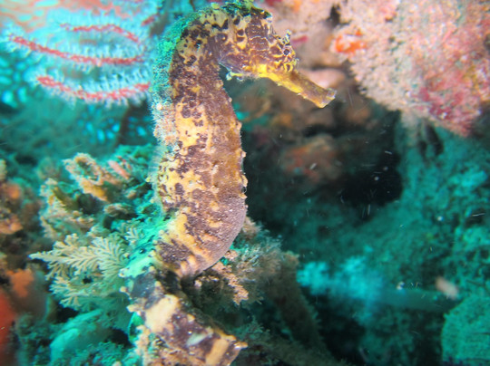 SSS Phuket Dive Freedive & Surf Center-卡塔海滩必去景点