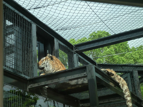 京都市动物园-京都市必去景点