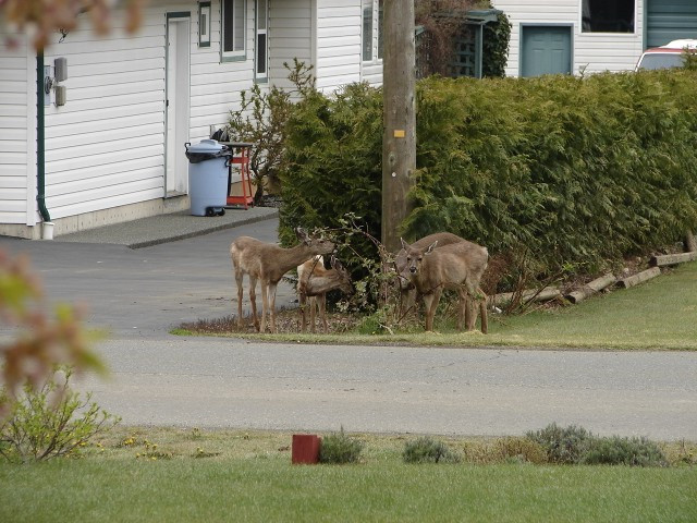 Salsbury House B&B主图