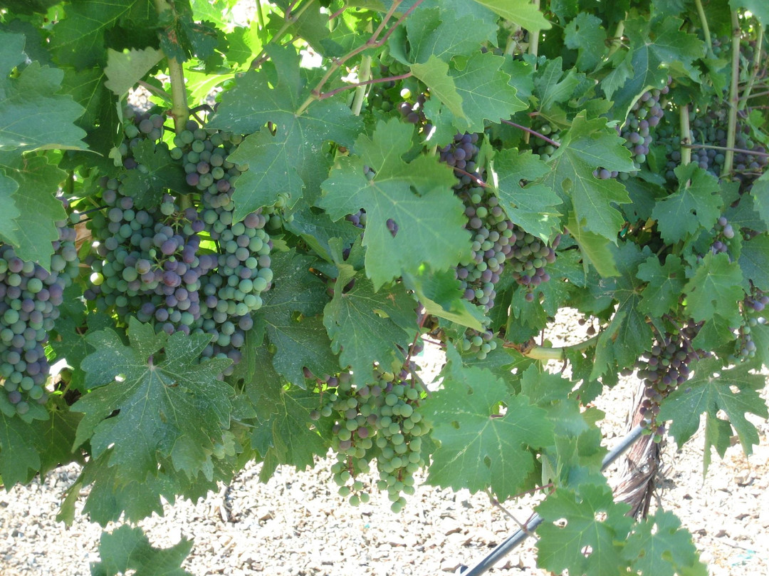 BobDog Winery-Cloverdale必去景点