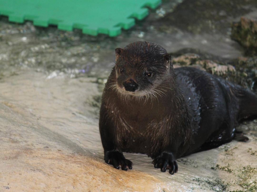 Clearwater Marine Aquarium-克利尔沃特必去景点