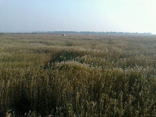 西沙湿地公园-崇明县必去景点