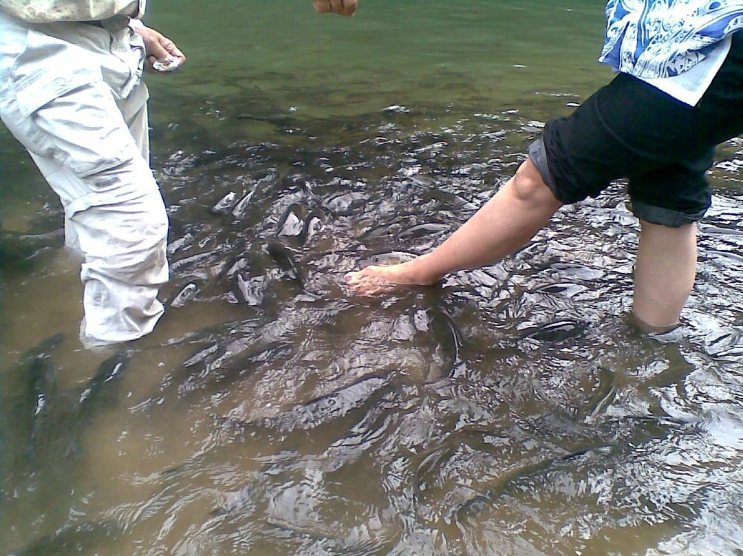 Sungai Moroli Fish Massage景点图片