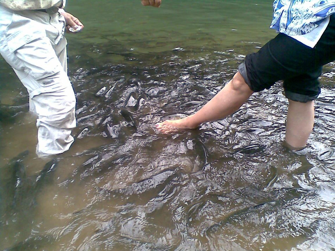 Sungai Moroli Fish Massage-拉瑙必去景点