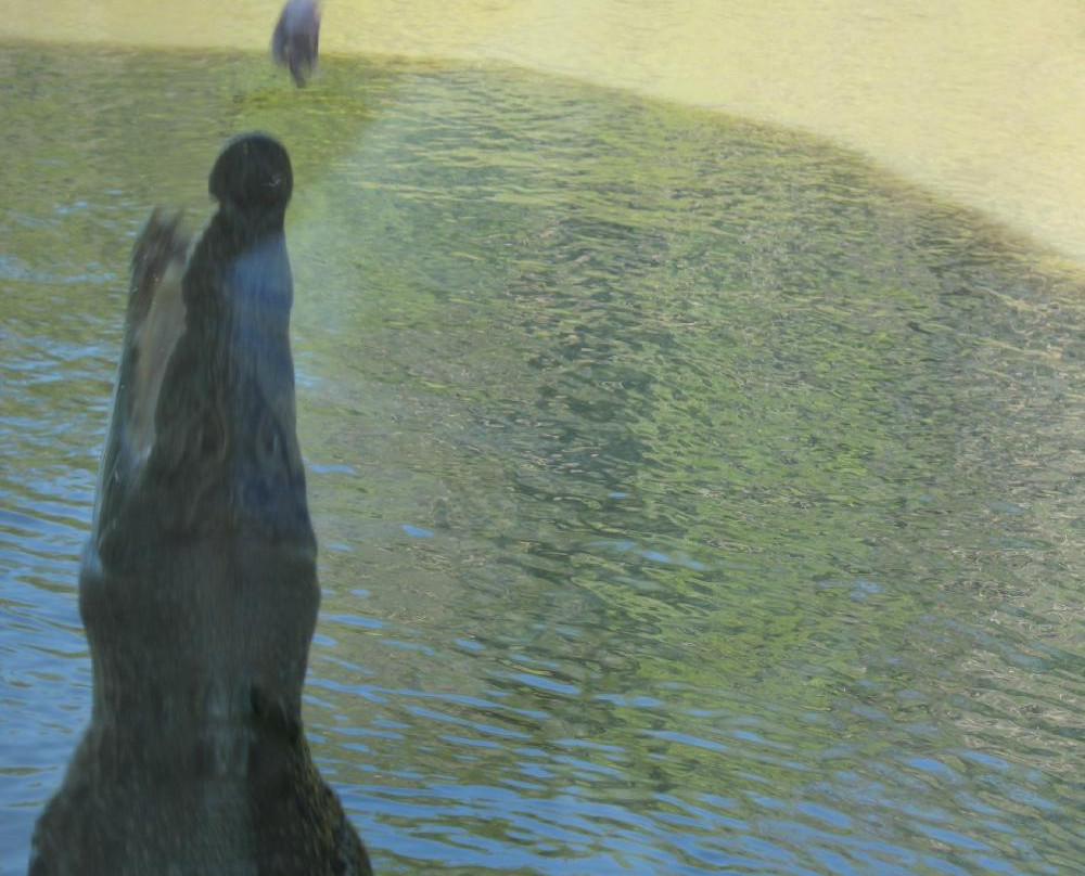 The Original Adelaide River Queen Jumping Crocodile Cruises-达尔文市必去景点