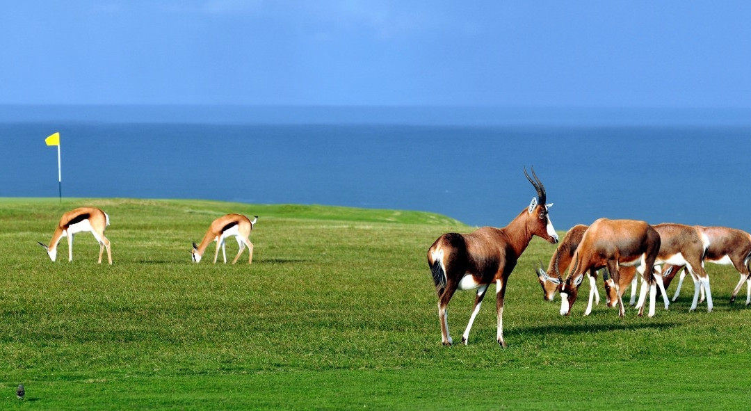 The Royal Port Alfred Golf Club-艾尔弗雷德港必去景点