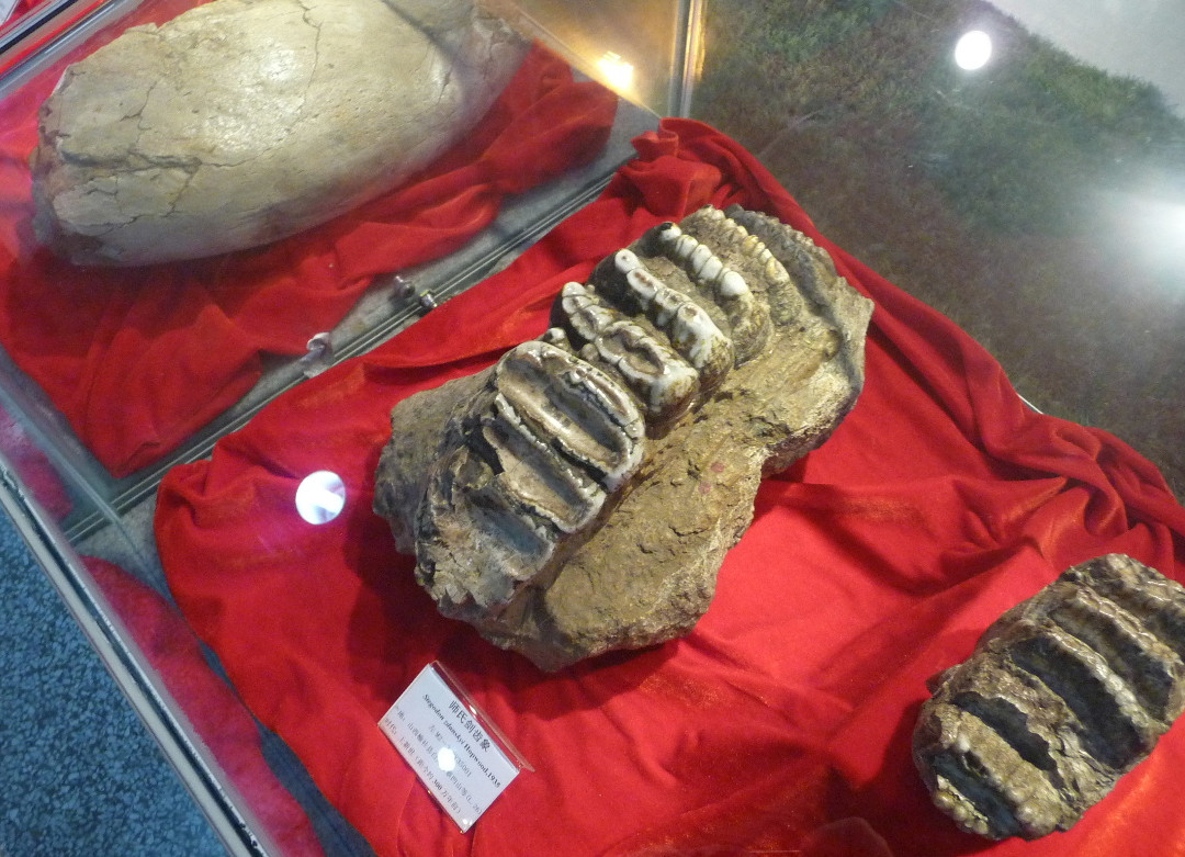 中国古动物馆-北京市必去景点