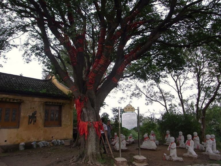 巢湖地区湿地-巢湖市必去景点