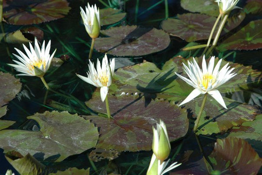 The International Waterlily Collection-圣安吉洛必去景点