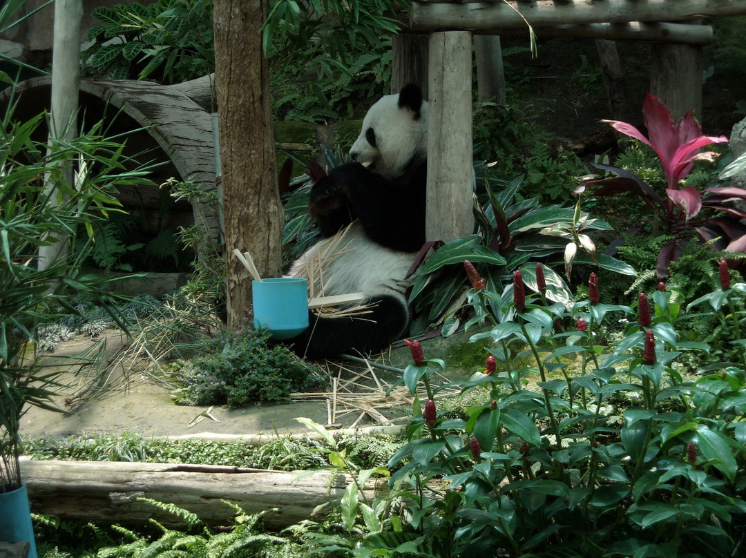 清迈动物园-清迈必去景点