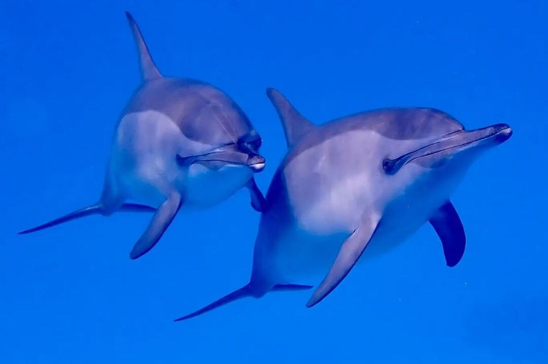 Tours Mo - Marsa Alam