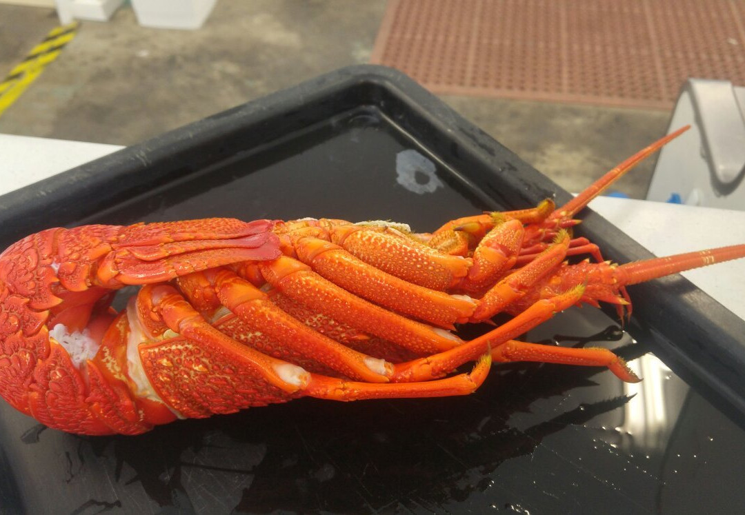 罗布餐馆和美食-Sky Seafoods