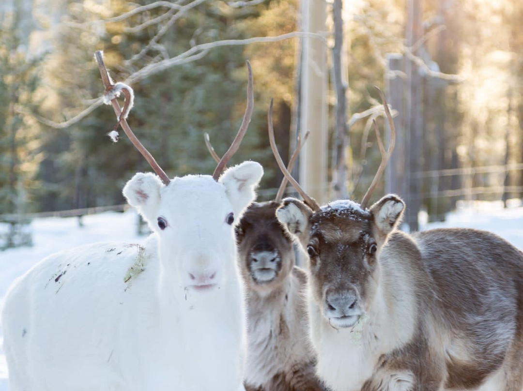 Ivalo reindeer farm
