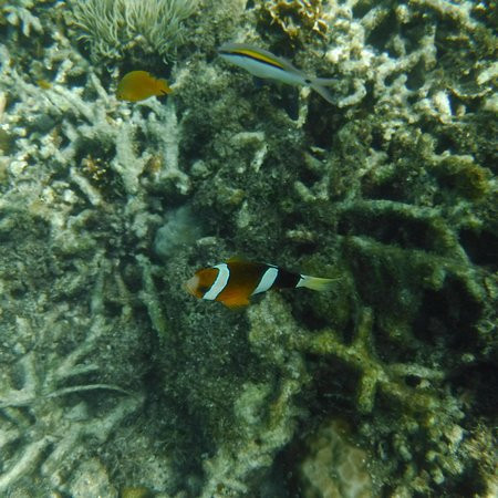 Gilutongan Island-宿雾必去景点