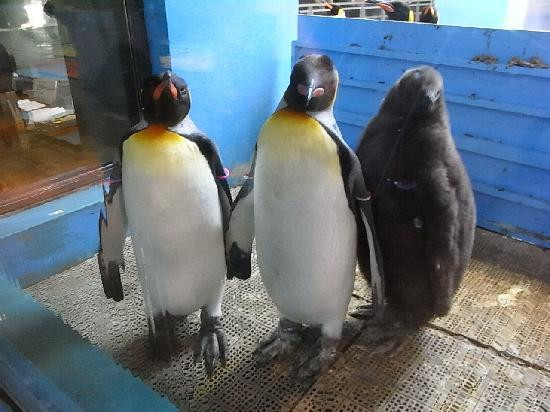 长崎企鹅水族馆景点图片