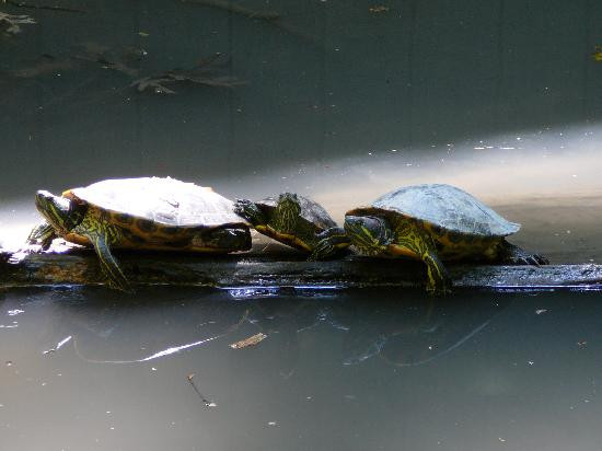 Bays Mountain Park & Planetarium-金斯波特必去景点