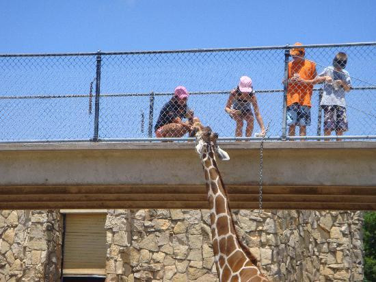 Abilene Zoo景点图片