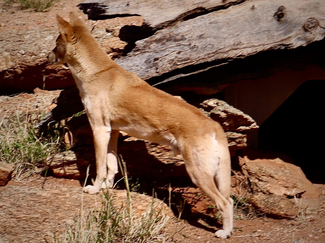 Alice Springs Desert Park-爱丽斯泉必去景点