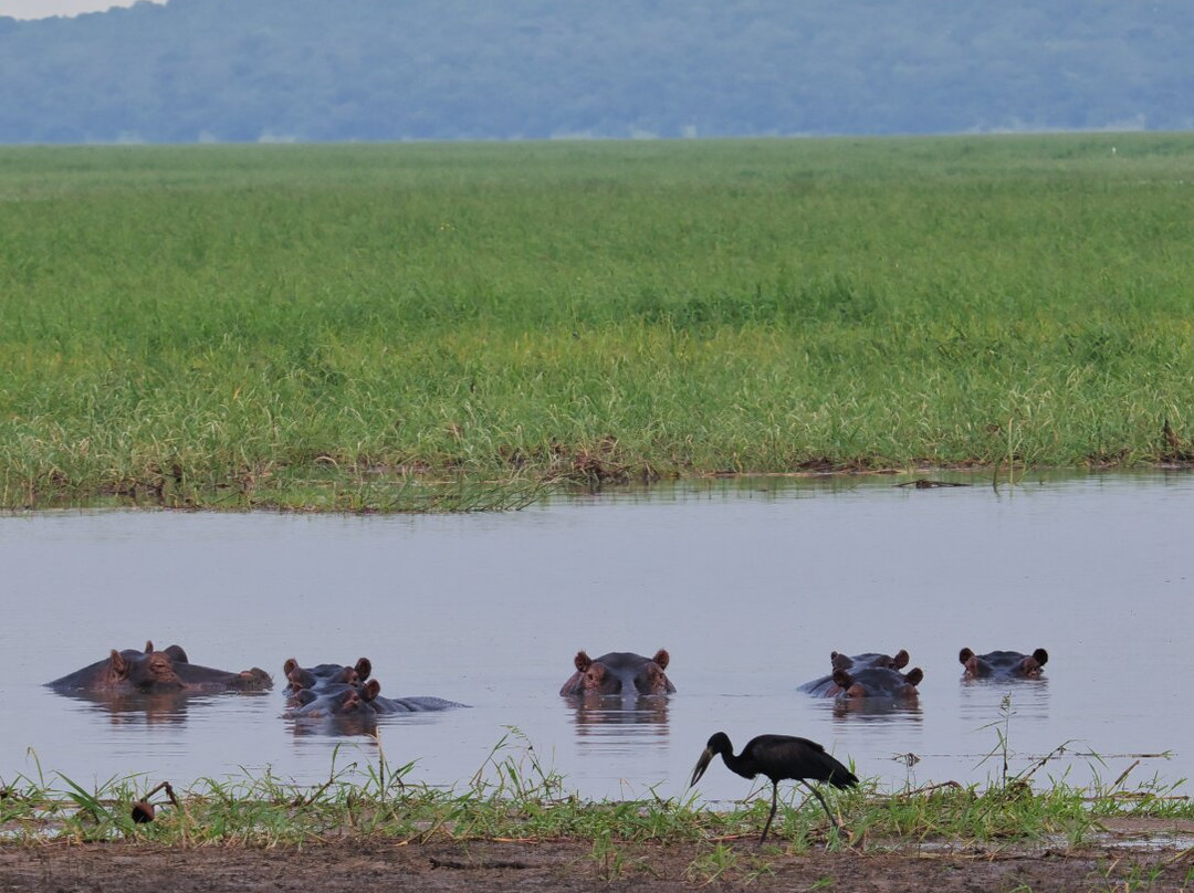 Liz B birding Safari-Iringa必去景点