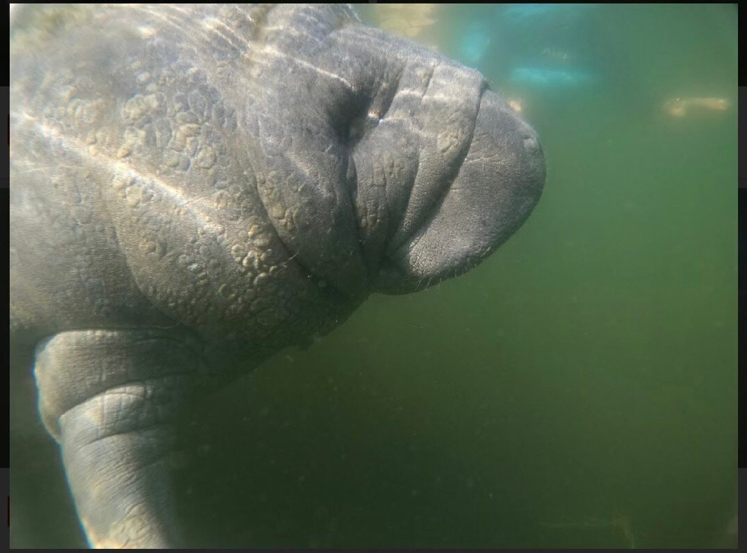 Waterfront Adventures; Swimming With The Manatees-克里斯特尔里弗必去景点