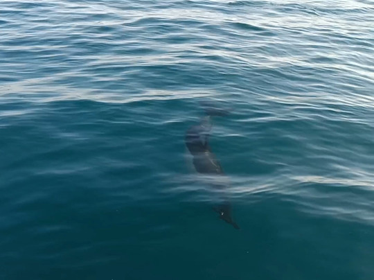 Sea-Life Conservation Tours-布里克瑟姆必去景点