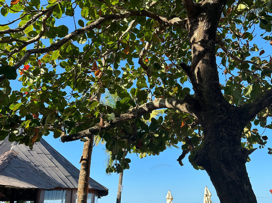 Elenilson Turismo-Porto Seguro必去景点