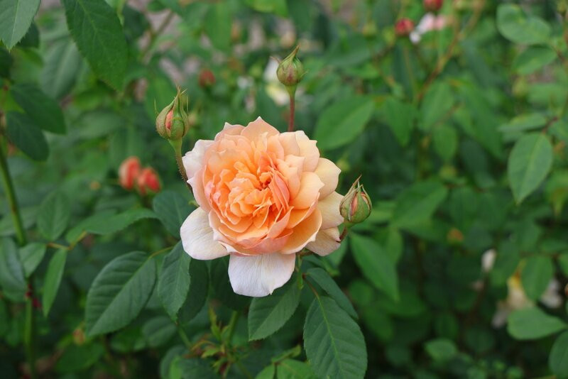 Rose Garden-吹田市必去景点