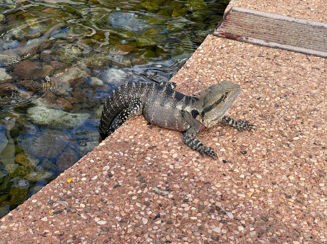 South Bank Parklands-布里斯班必去景点