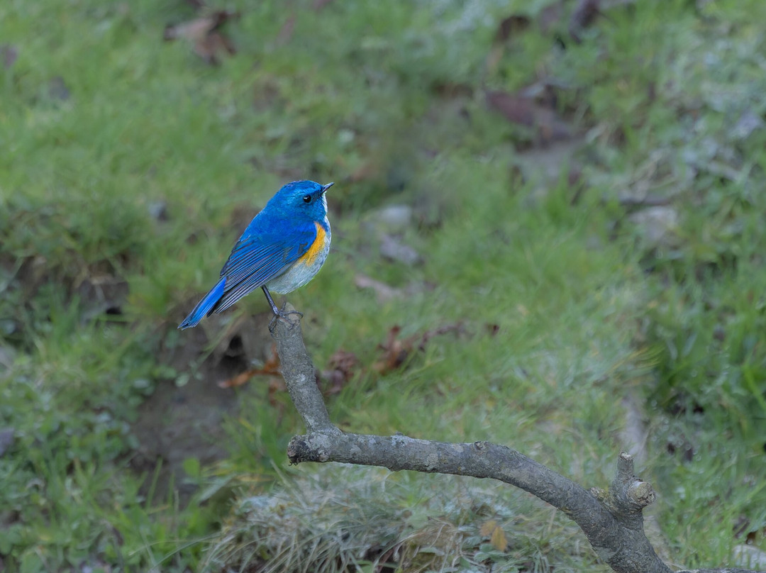 Himalaya Birding Guide景点图片