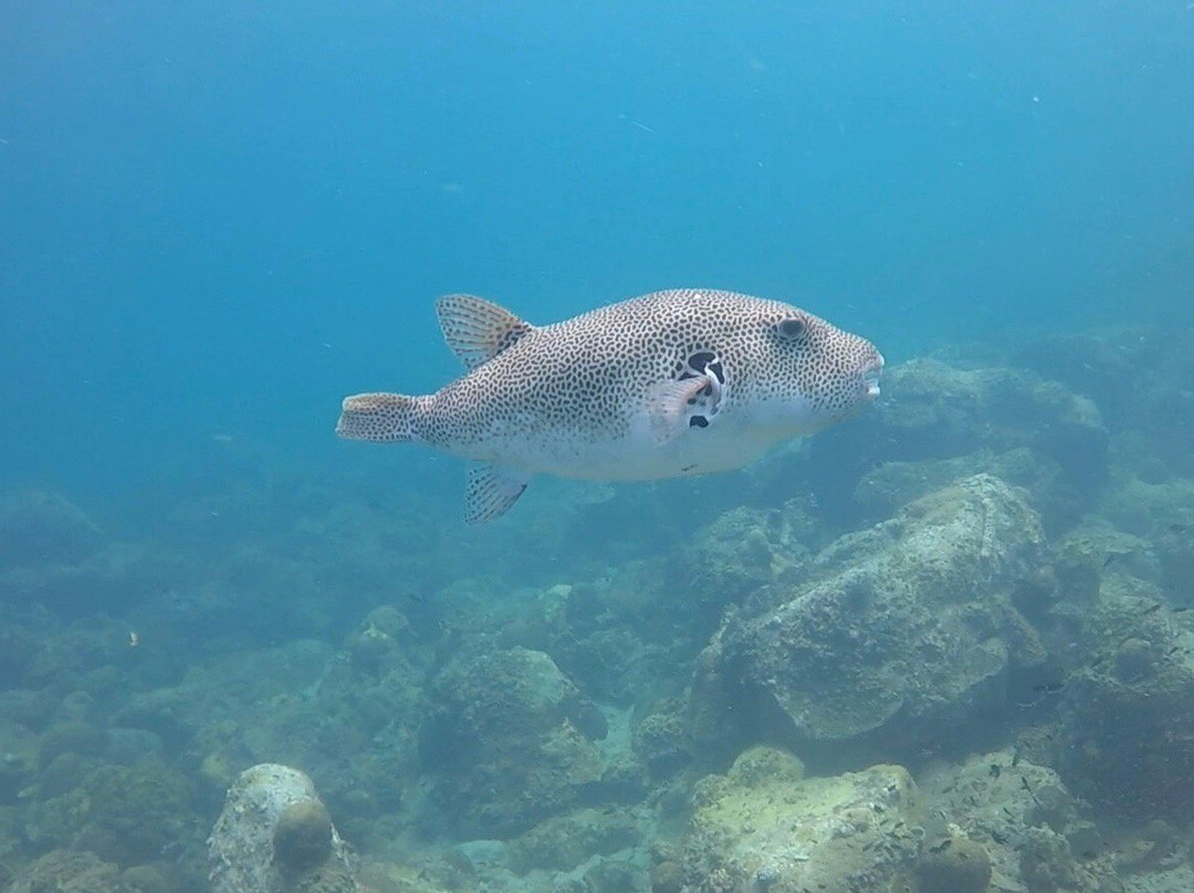 Paradise Divers Koh Kood景点图片