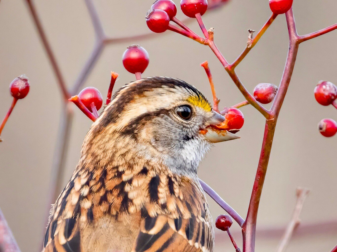 Norman Bird Sanctuary-米德尔敦必去景点