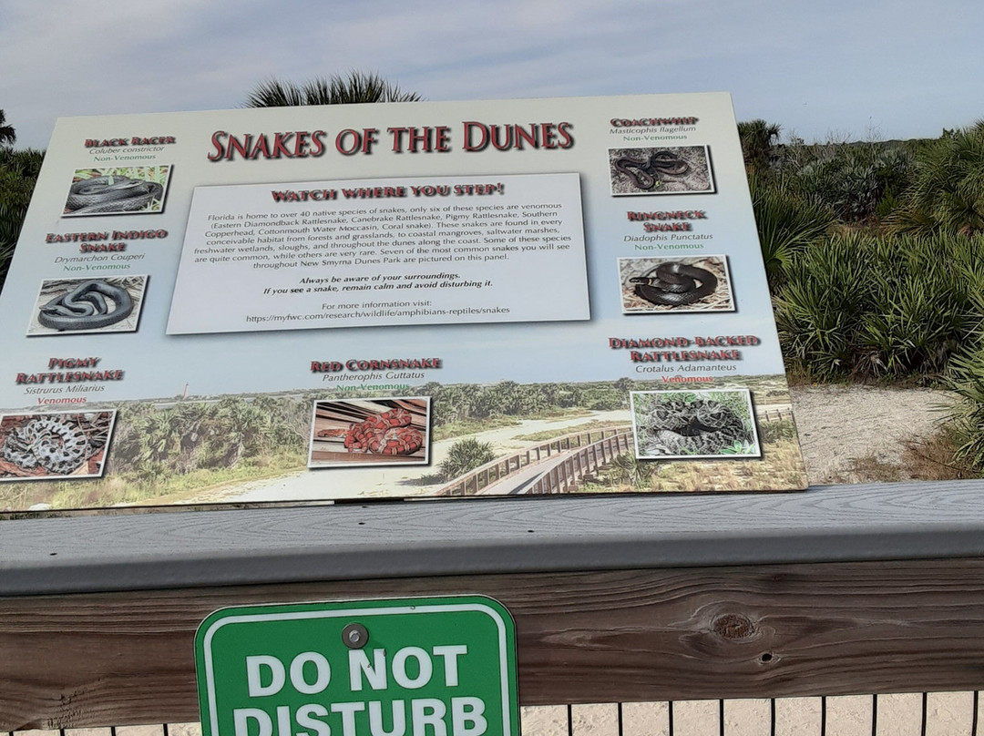 New Smyrna Town Beach景点图片
