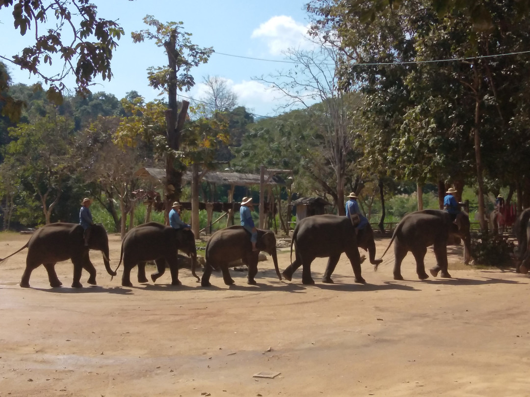 Thai Elephant Conservation Center景点图片