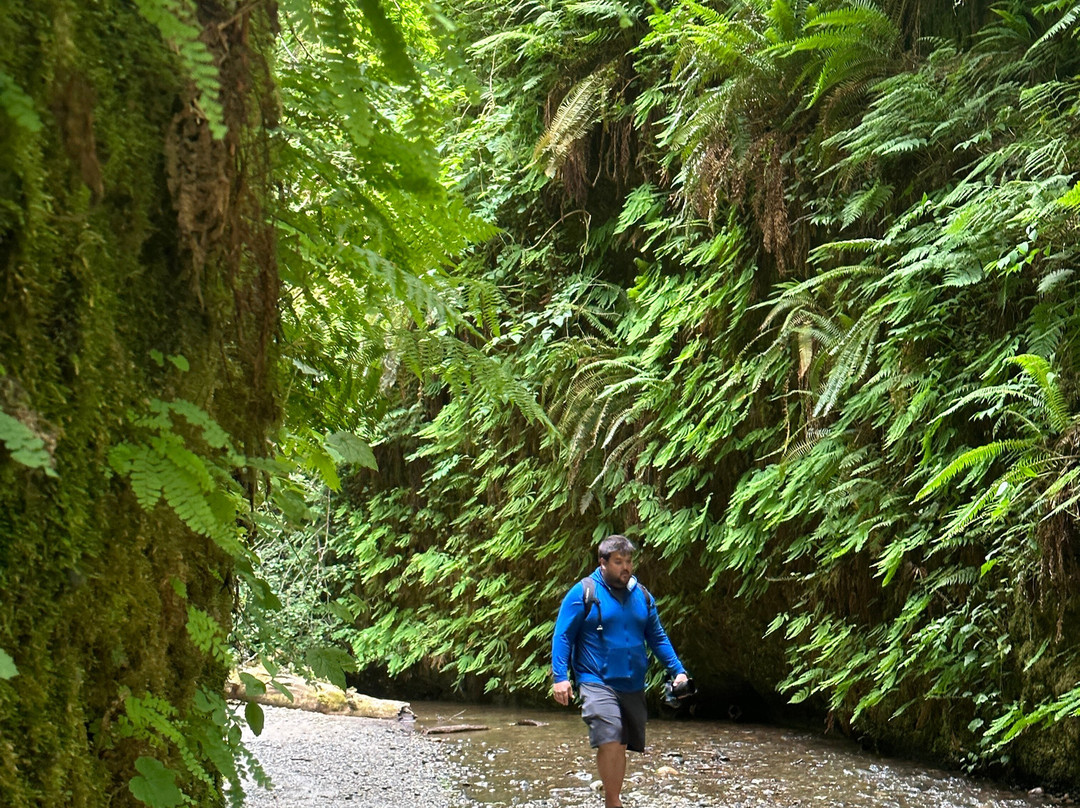 Fern Canyon景点图片