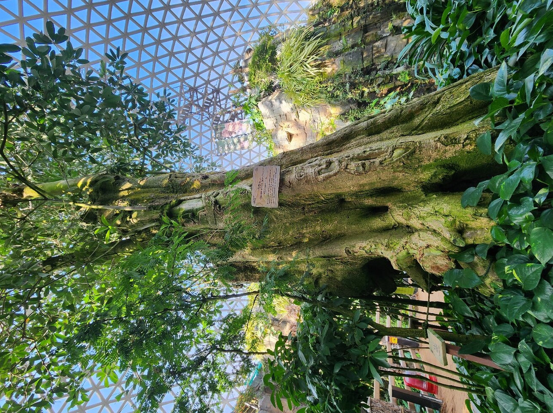 Geoje Botanic Garden Jungle Dome-巨济市必去景点