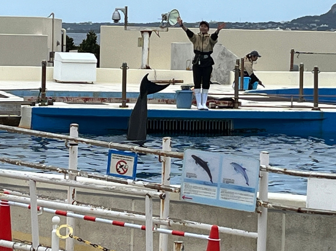 冲绳海洋博公园海豚表演剧场-本部町必去景点